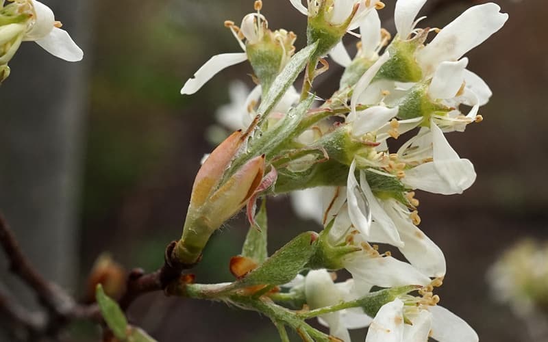 Nantucket serviceberry (Amelanchier nantucketensis) white flowers with spoon-shaped petals on a twig