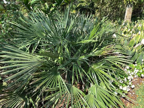 Needle palm (Rhapidophyllum hystrix) dense clump of fan-shaped evergreen leaves in a garden bed