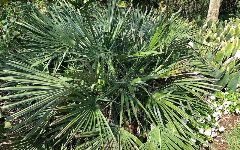 Needle palm (Rhapidophyllum hystrix) dense clump of fan-shaped evergreen leaves in a garden bed