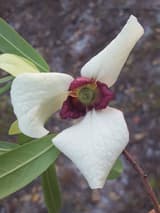 Netted pawpaw (Asimina reticulata) flower with creamy white outer petals and maroon inner petals