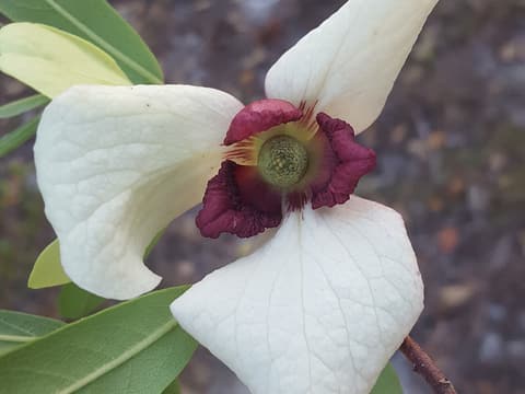 Netted pawpaw (Asimina reticulata) flower with creamy white outer petals and maroon inner petals