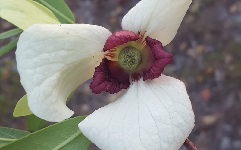Netted pawpaw (Asimina reticulata) flower with creamy white outer petals and maroon inner petals