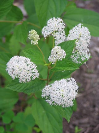 New Jersey tea (Ceanothus americanus) white flower clusters above toothed oval leaves in early summer