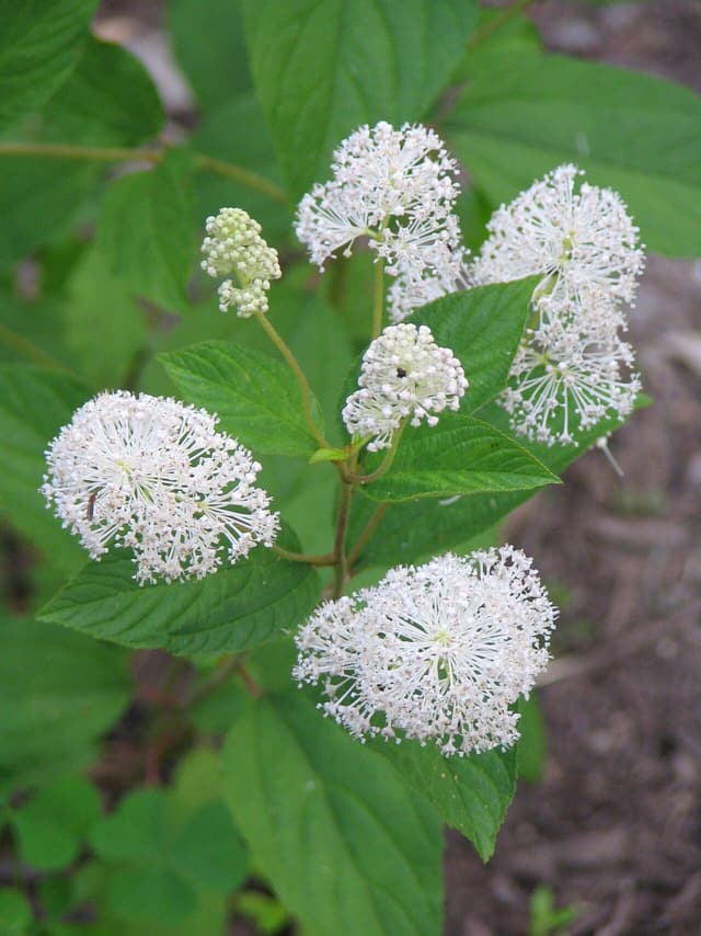 New Jersey tea (Ceanothus americanus) white flower clusters above toothed oval leaves in early summer