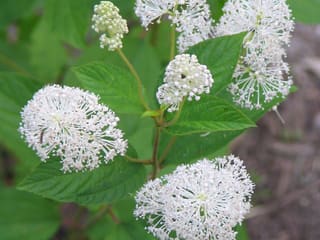 New Jersey tea (Ceanothus americanus) white flower clusters above toothed oval leaves in early summer