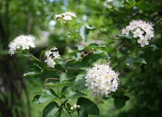 Ninebark (Physocarpus opulifolius) round white flower clusters in late spring