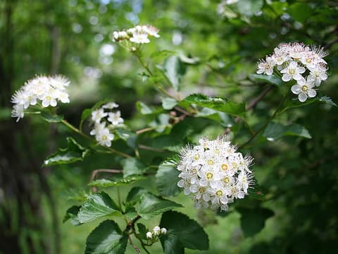 Ninebark (Physocarpus opulifolius) round white flower clusters in late spring