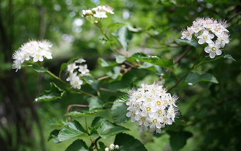 Ninebark (Physocarpus opulifolius) round white flower clusters in late spring