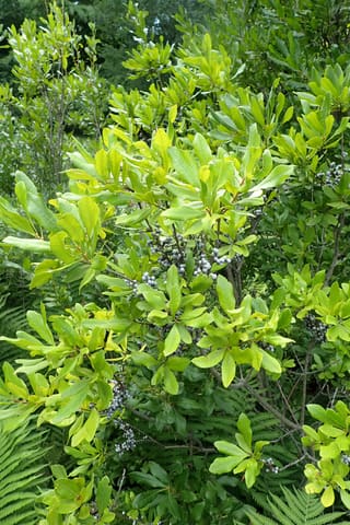Northern bayberry (Morella pensylvanica) branch with clusters of waxy gray-blue fruit among glossy leaves