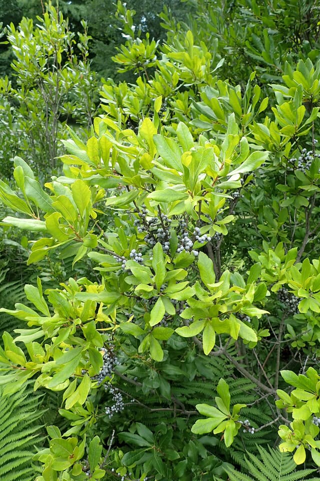 Northern bayberry (Morella pensylvanica) branch with clusters of waxy gray-blue fruit among glossy leaves