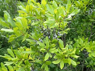 Northern bayberry (Morella pensylvanica) branch with clusters of waxy gray-blue fruit among glossy leaves