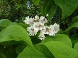 Northern catalpa (Catalpa speciosa) cluster of white ruffled flowers among large heart-shaped leaves