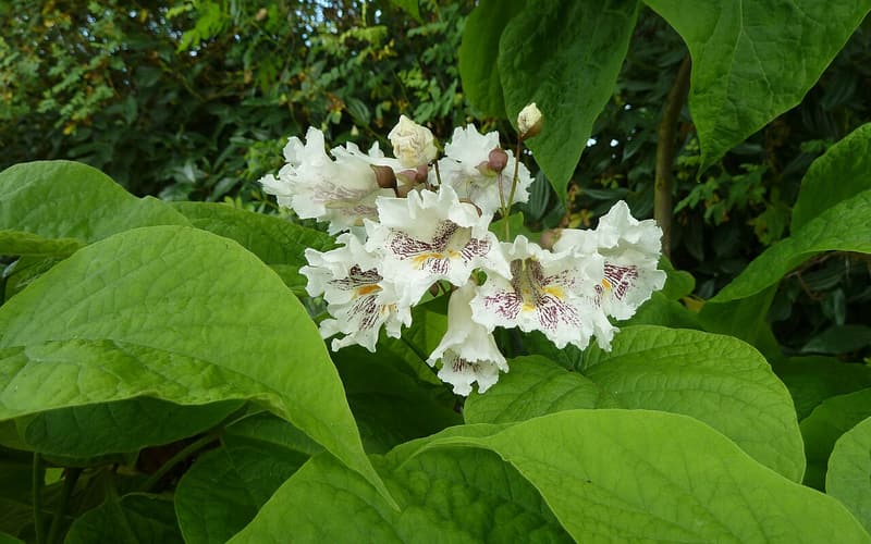Northern catalpa (Catalpa speciosa) cluster of white ruffled flowers among large heart-shaped leaves