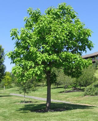 Young northern catalpa (Catalpa speciosa) in full leaf on a lawn