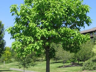 Young northern catalpa (Catalpa speciosa) in full leaf on a lawn