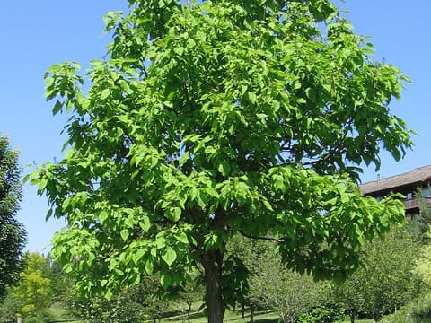 Young northern catalpa (Catalpa speciosa) in full leaf on a lawn