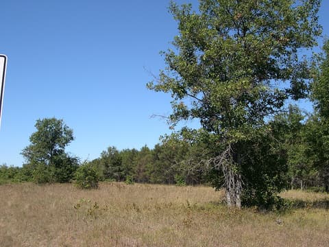 Northern pin oak (Quercus ellipsoidalis) tree on an open sand plain, dead lower branches showing