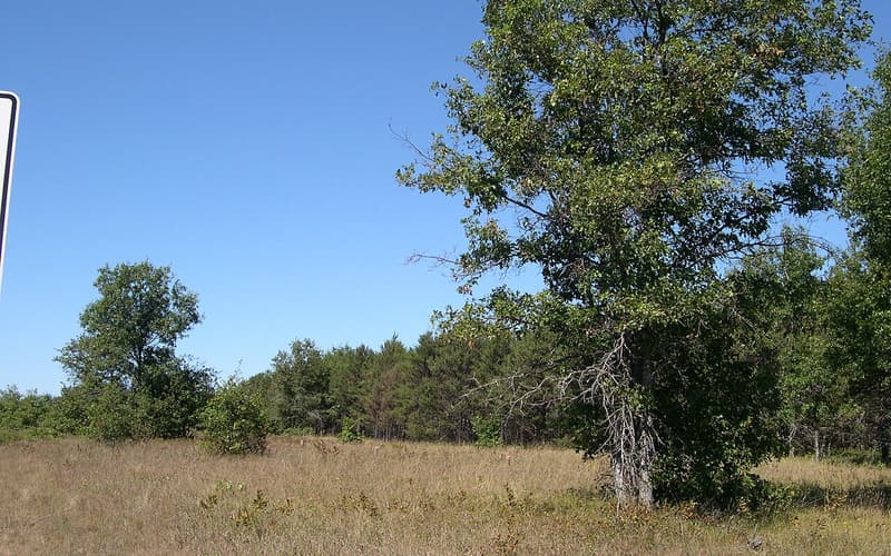 Northern pin oak (Quercus ellipsoidalis) tree on an open sand plain, dead lower branches showing