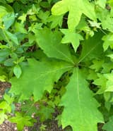 Northern red oak (Quercus rubra) in late May, a whorl of broad leaves with bristle-tipped lobes cut halfway to the midrib