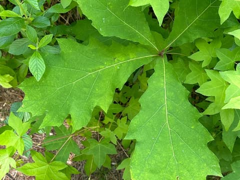 Northern Red Oak