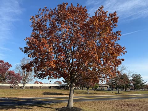 Northern red oak (Quercus rubra) in russet and orange fall color on a lawn beside a road