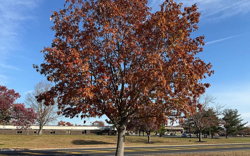 Northern red oak (Quercus rubra) in russet and orange fall color on a lawn beside a road