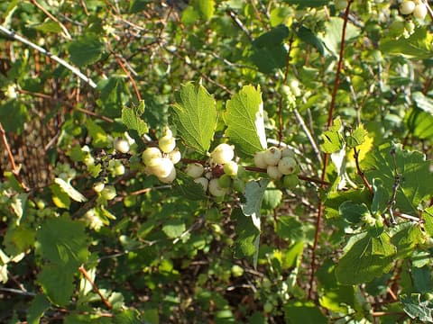 Northern Snowberry