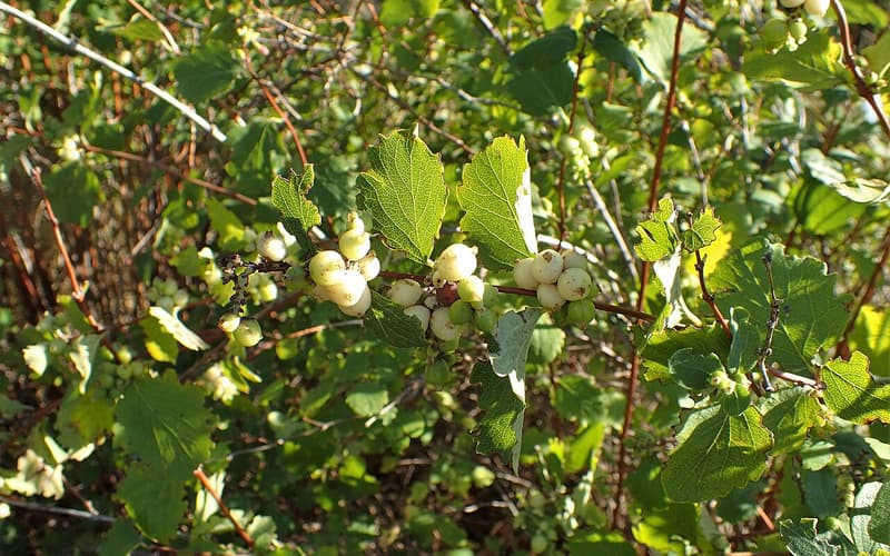 Northern snowberry (Symphoricarpos occidentalis) clusters of white berries among oval leaves