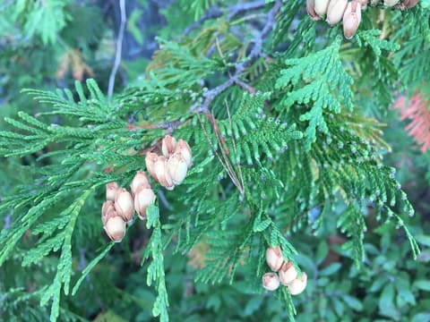 Northern white cedar (Thuja occidentalis) flat sprays of scale leaves with small open brown cones