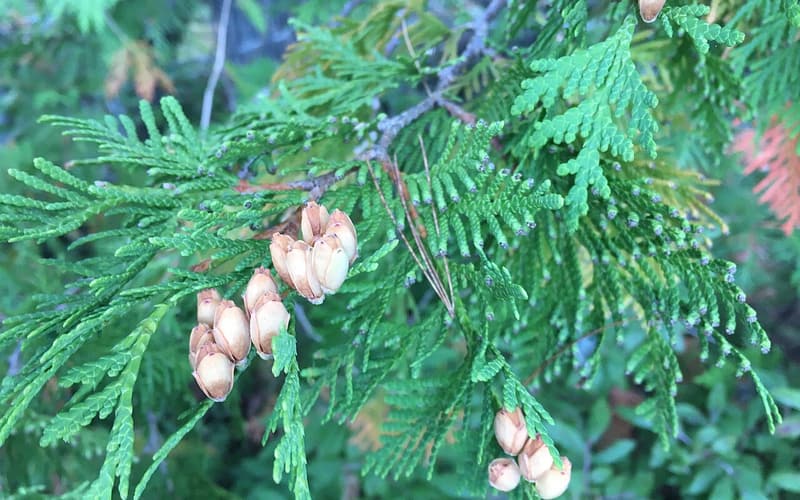 Northern white cedar (Thuja occidentalis) flat sprays of scale leaves with small open brown cones