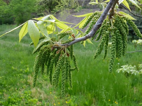 Nutmeg hickory (Carya myristiciformis) silvery new leaves and hanging male catkins in spring