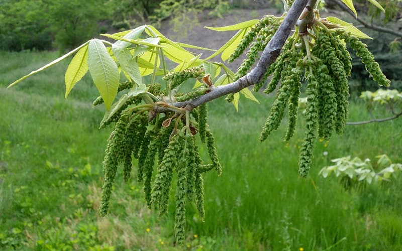 Nutmeg hickory (Carya myristiciformis) silvery new leaves and hanging male catkins in spring