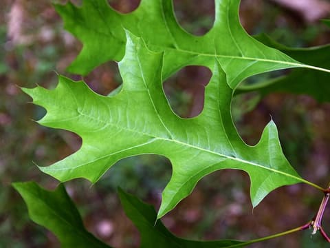 Nuttall oak (Quercus texana) deeply lobed leaf with bristle-tipped lobes, seen up close