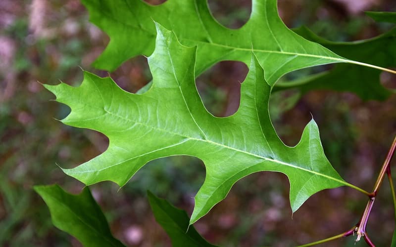 Nuttall oak (Quercus texana) deeply lobed leaf with bristle-tipped lobes, seen up close