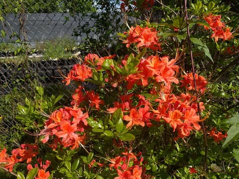 Oconee azalea (Rhododendron flammeum) bright orange-red flower trusses among green leaves