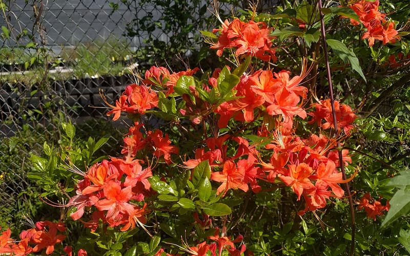 Oconee azalea (Rhododendron flammeum) bright orange-red flower trusses among green leaves
