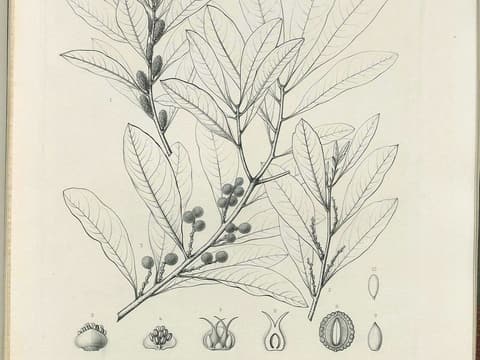 Odorless bayberry (Morella inodora) drawing of a leafy branch with catkins and round fruit
