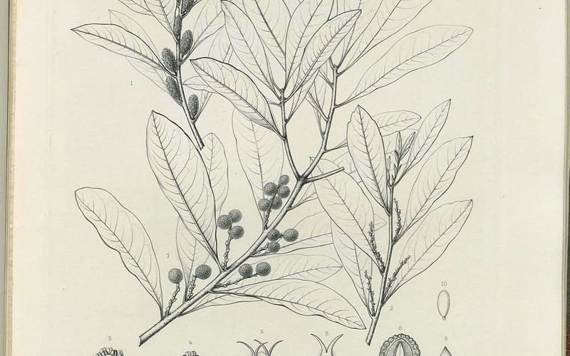 Odorless bayberry (Morella inodora) drawing of a leafy branch with catkins and round fruit