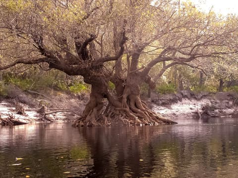Ogeechee tupelo (Nyssa ogeche) with crooked trunks and a swollen, buttressed base at a river's edge