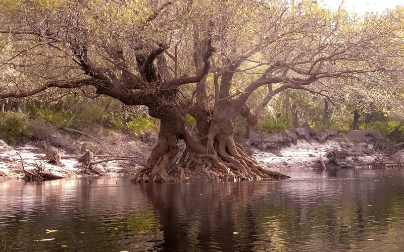 Ogeechee tupelo (Nyssa ogeche) with crooked trunks and a swollen, buttressed base at a river's edge