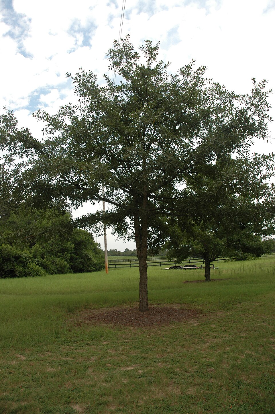 Oglethorpe Oak (Quercus oglethorpensis)