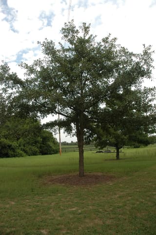 Oglethorpe oak (Quercus oglethorpensis) growing in an open pasture