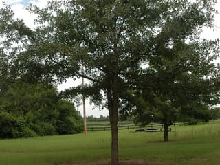 Oglethorpe oak (Quercus oglethorpensis) growing in an open pasture