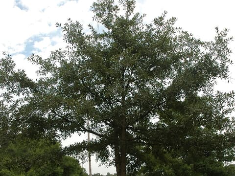 Oglethorpe oak (Quercus oglethorpensis) growing in an open pasture