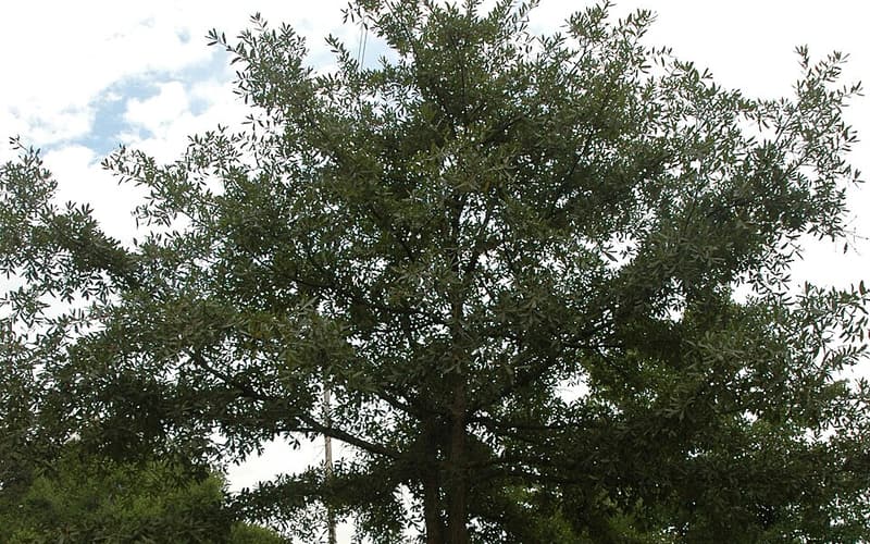 Oglethorpe oak (Quercus oglethorpensis) growing in an open pasture