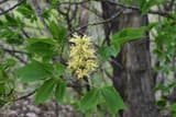 Ohio buckeye (Aesculus glabra) upright cluster of pale yellow flowers between its five-part leaves