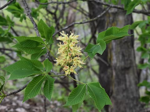 Ohio buckeye (Aesculus glabra) upright cluster of pale yellow flowers between its five-part leaves