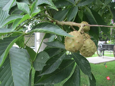 Ohio buckeye (Aesculus glabra) spiny green husks hanging among palmate leaves in summer