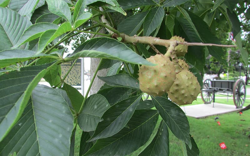 Ohio buckeye (Aesculus glabra) spiny green husks hanging among palmate leaves in summer