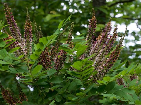 Ouachita indigobush (Amorpha ouachitensis) purple flower spikes among compound leaves on a wild shrub